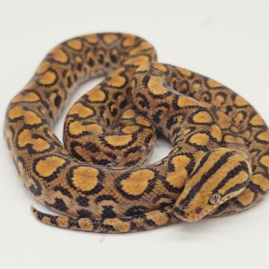 Boa arc en ciel
epicrates cenchria 66% het albinos
femelle juv -