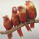 CONURE MOLINAE
pyrrhuras molinae opaline cinnamon extra rouge(rare)
élevé a la main 
097