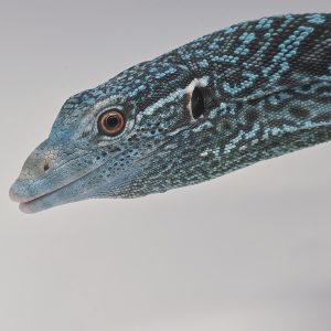 varan de Mac rae
varanus macraei
juvenil 2025