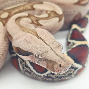 boa constrictor constrictor Surinam RedTail
boa constricteur queue rouge