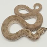 Heterodon nasicus
axanthic conda 100%het albinos  het snow 
male adulte reproducteur