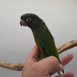 Pyrrhura roseifrons 
conure a front rose
élevé a la main 
094 / 087/080