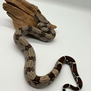 boa constrictor constrictor Surinam RedTail
boa constricteur queue rouge
male