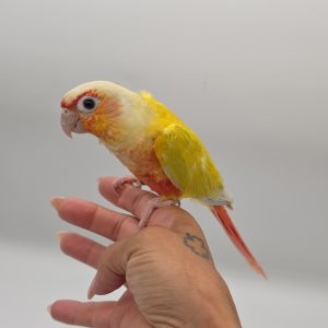 CONURE MOLINAE
pyrrhuras molinae suncheek extra rouge
élevé a la main