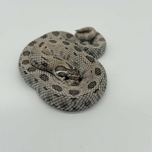 Heterodon nasicus
axanthic conda 100%het albinos  het snow 
male ou femelle
