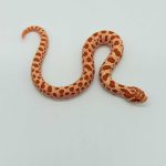 Heterodon nasicus
albinos conda 100%het axanthic  het snow 
male ou femelle