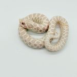 Heterodon nasicus
snow 
male ou femelle