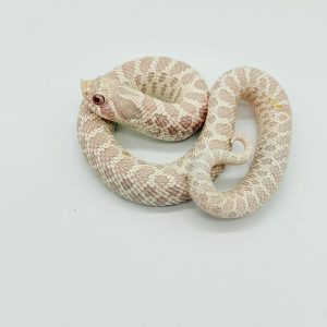 Heterodon nasicus
snow
male ou femelle