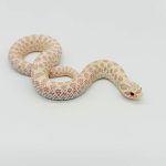 Heterodon nasicus
Yeti ( snow conda)
male ou femelle