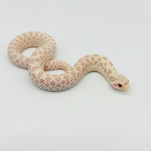 Heterodon nasicus
Yeti ( snow conda)
male ou femelle