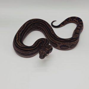 boa constrictor imperator IMG motley poss het leopard purple line femelle