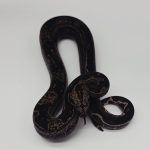 boa constrictor imperator IMG poss het leopard purple line femelle