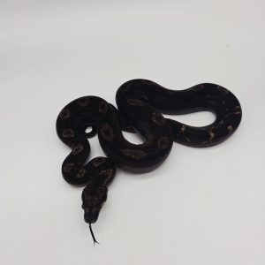 boa constrictor imperator IMG motley poss het leopard purple line male ( black boa) -