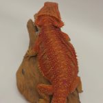 Pogona Vitticeps
Super Red hypo het trans
dragon barbu
femelle