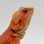 Pogona Vitticeps
Red hypo leatherback trans
dragon barbu
femelle