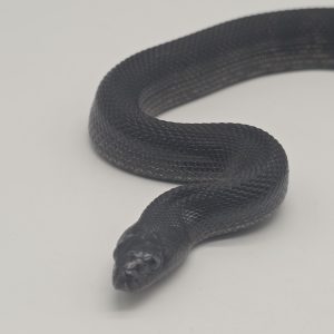 Serpent noir des pins
pituophis melanoleucus londingi 
male