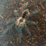 Pamphobeteus sp machala
mygale pourpre