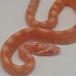 pantherophis guttatus
serpent des blés scaleless amelanistic scaleless 100% het palmetto 66%het caramel male