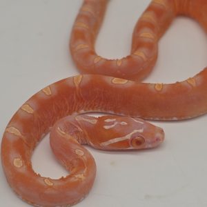 pantherophis guttatus
serpent des blés scaleless amelanistic scaleless 100% het palmetto 66%het caramel ( couple)