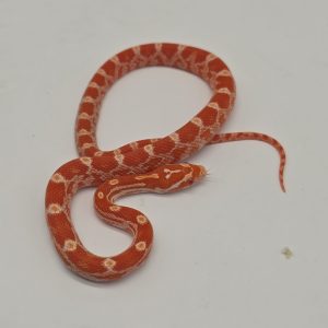 pantherophis guttatus
serpent des blés scaleless amelanistic 66%scaleless 100% het palmetto 66%het caramel male