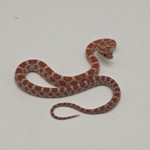 pantherophis guttatus
serpent des blés scaleless 100% het scaleless 100% het palmetto 100% ultramel
male