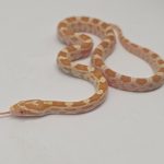 pantherophis guttatus
serpent des blés scaleless butter motley 66% het scaleless 100% het palmetto.
male -