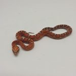 pantherophis guttatus
serpent des blés scaleless 
motley scaleless
male