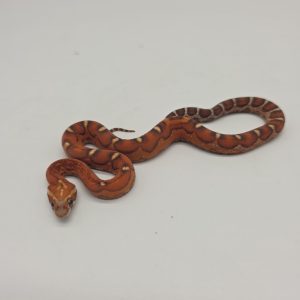 pantherophis guttatus
serpent des blés scaleless
motley scaleless
male
