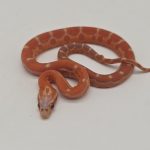 pantherophis guttatus
serpent des blés scaleless 
Hypo motley scaleless 66%het amel 66%het caramel
male -
