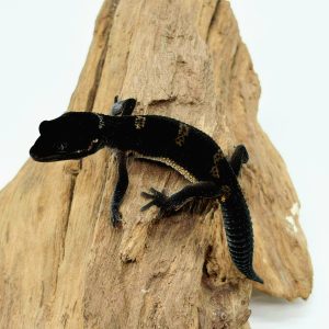 gecko Leopard
black night
66% het eclipse
juvénile