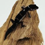 gecko Leopard 
black night
66% het eclipse
juvénile
