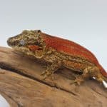 Rhacodactylus auriculatus
gecko gargouille
extra red male