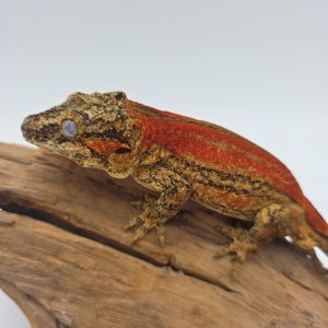 Rhacodactylus auriculatus
gecko gargouille
extra red male