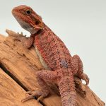 Pogona red trans mâle cindy mylalyam