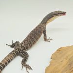 varanus glauerti
varan des roches de kimberley -
couple 2022