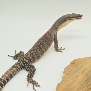 varanus glauerti
varan des roches de kimberley -
couple 2022