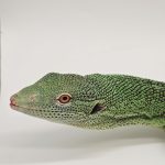 varanus prasinus 
varan émeraude sorong
male adulte