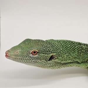 varanus prasinus
varan émeraude sorong
male adulte