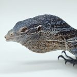 varan de Mac rae
varanus macraei
couple adulte reproducteur