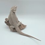 dragon barbu 
pogona zero het hypo 
adulte male