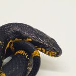 elaphe schrenckii 
couleuvre de l 'amour
femelle adulte