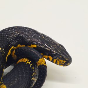 elaphe schrenckii 
couleuvre de l 'amour
femelle adulte