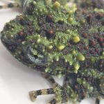 grenouille mousse 
theloderma corticale
juvénile