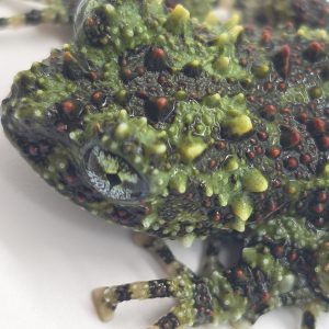 grenouille mousse
theloderma corticale
juvénile