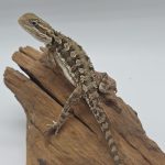 couple Pogona nain 
Pogona Henrylawsoni
nc 2025