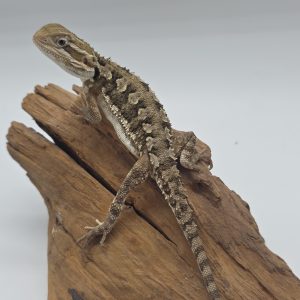 couple Pogona nain
Pogona Henrylawsoni
nc 2025