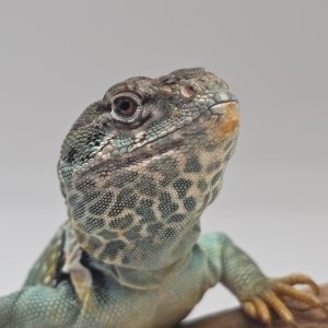 crotaphytus collaris collaris
lézard à collier
male adulte 1