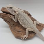 dragon barbu 
pogona zero het hypo 
sub adulte male