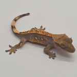 correlophus Ciliatus
cappuccino 
anais