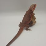 Pogona Vitticeps
Super Red trans
dragon barbu
femelle